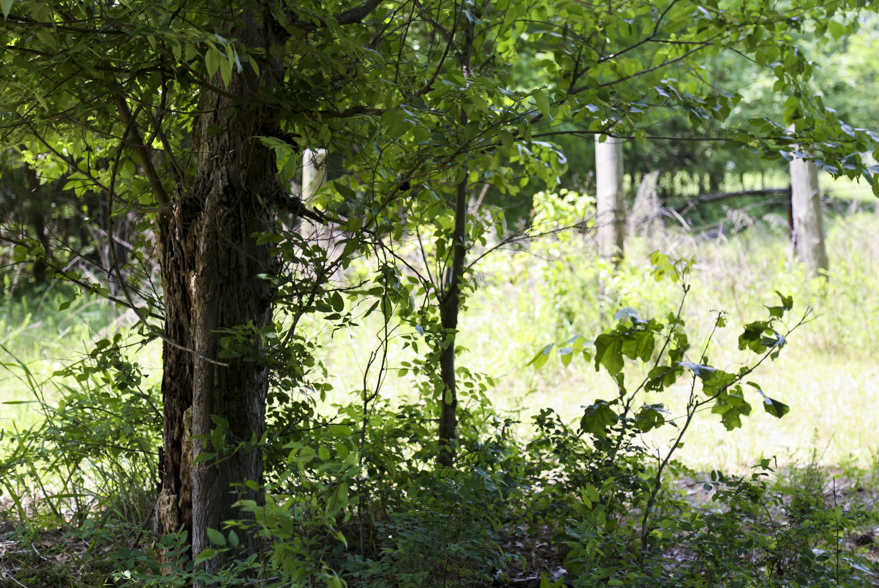 camp scott girl scout murder